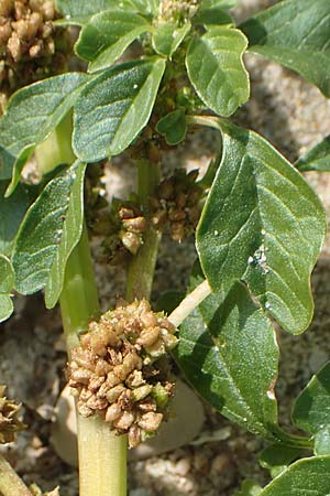Amaranthus blitum subsp. emarginatus \ Kerb-Fuchsschwanz, Ausgerandeter Amaranth / Pigweed, D Mannheim 11.10.2018