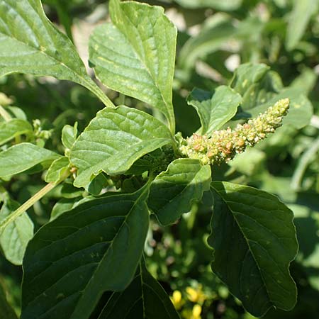 Amaranthus blitum subsp. emarginatus \ Kerb-Fuchsschwanz, Ausgerandeter Amaranth / Pigweed, D Mannheim 15.9.2019