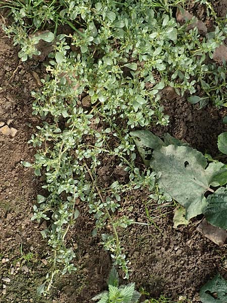 Amaranthus blitum subsp. emarginatus \ Kerb-Fuchsschwanz, Ausgerandeter Amaranth / Pigweed, D Mannheim 24.10.2019