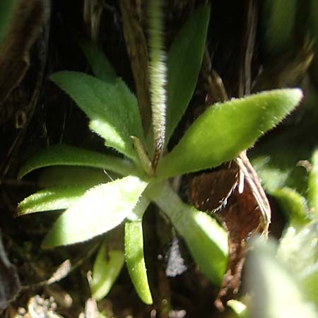 Androsace elongata \ Langgestielter Mannsschild / Elongated Rock Jasmine, D Rheinhessen, Frei-Laubersheim 2.4.2021