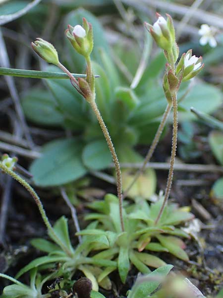 Androsace elongata \ Langgestielter Mannsschild / Elongated Rock Jasmine, D Rheinhessen, Frei-Laubersheim 2.4.2021