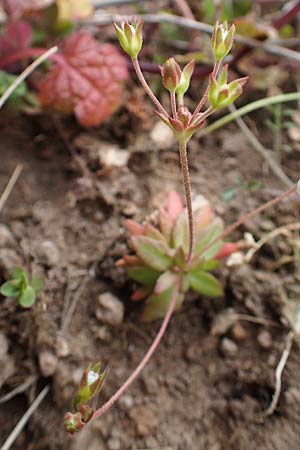 Androsace elongata \ Langgestielter Mannsschild / Elongated Rock Jasmine, D Rheinhessen, Frei-Laubersheim 13.4.2021