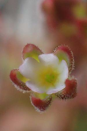 Androsace elongata \ Langgestielter Mannsschild / Elongated Rock Jasmine, D Rheinhessen, Frei-Laubersheim 13.4.2021