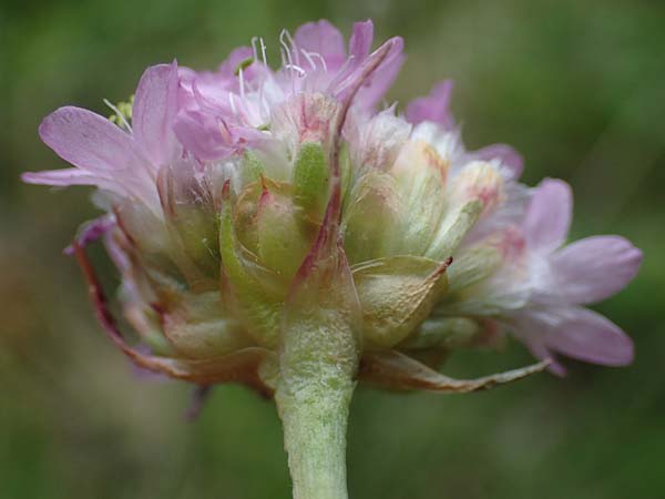 Armeria maritima subsp. elongata \ Sand-Grasnelke / Tall Thrift, D Sachsen-Anhalt, Hettstedt 11.6.2022