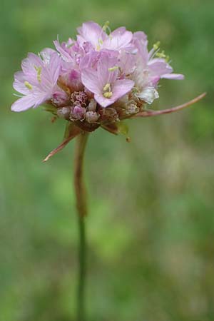 Armeria maritima subsp. elongata, Sand-Grasnelke