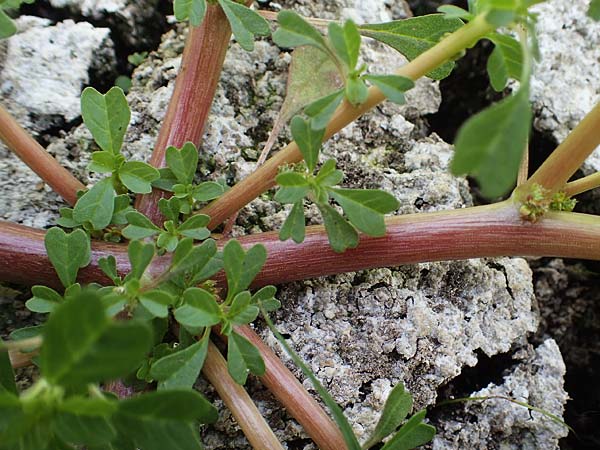 Amaranthus blitum subsp. emarginatus \ Kerb-Fuchsschwanz, Ausgerandeter Amaranth / Pigweed, D R&ouml;merberg 30.8.2022