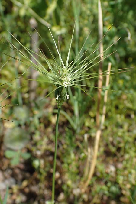 Aegilops geniculata \ Geknieter Walch, Eif&ouml;rmiger Walch / Bent Goatgrass, D   2.6.2023
