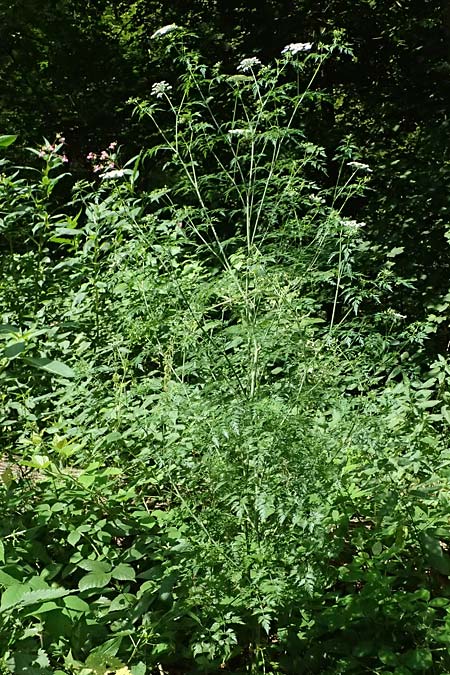 Aethusa cynapium \ Hunds-Petersilie, Garten-Schierling / Fool's Parsley, D Weinheim an der Bergstra&szlig;e 21.7.2024