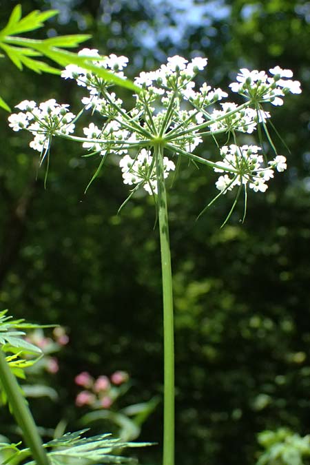 Aethusa cynapium \ Hunds-Petersilie, Garten-Schierling / Fool's Parsley, D Weinheim an der Bergstra&szlig;e 21.7.2024