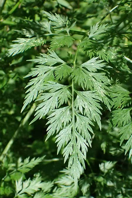 Aethusa cynapium \ Hunds-Petersilie, Garten-Schierling / Fool's Parsley, D Weinheim an der Bergstra&szlig;e 21.7.2024