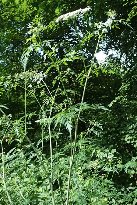 Aethusa cynapium \ Hunds-Petersilie, Garten-Schierling / Fool's Parsley, D Weinheim an der Bergstra&szlig;e 21.7.2024