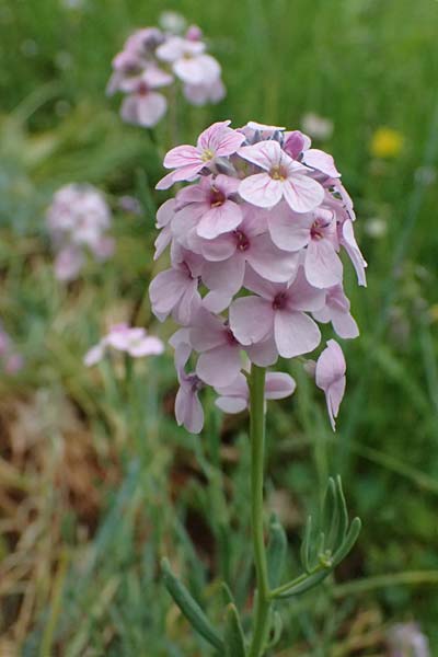 Aethionema grandiflorum \ Gro�bl�tiges Steint�schel / Persian Candytuft, D Botan. Gar.  Universit.  Ulm 26.5.2025