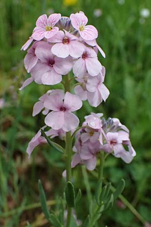 Aethionema grandiflorum \ Gro�bl�tiges Steint�schel / Persian Candytuft, D Botan. Gar.  Universit.  Ulm 26.5.2025