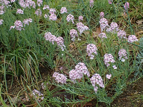Aethionema grandiflorum \ Gro�bl�tiges Steint�schel / Persian Candytuft, D Botan. Gar.  Universit.  Ulm 26.5.2025