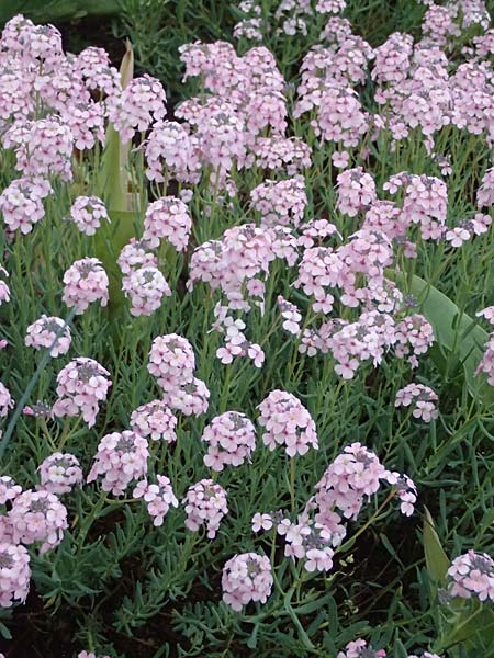 Aethionema grandiflorum \ Gro�bl�tiges Steint�schel / Persian Candytuft, D Botan. Gar.  Universit.  Ulm 26.5.2025