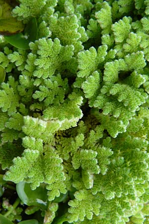 Azolla filiculoides \ Gro�er Algenfarn / Water Fern, D Botan. Gar.  Universit.  Mainz 13.9.2008
