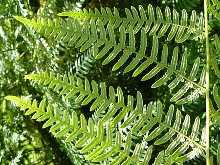 Pteridium aquilinum \ Adlerfarn / Bracken, D Eberbach-Gaim&uuml;hle 5.7.2015