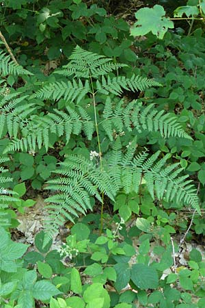 Pteridium aquilinum \ Adlerfarn / Bracken, D Eberbach-Gaim&uuml;hle 5.7.2015
