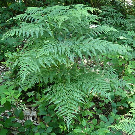 Pteridium aquilinum \ Adlerfarn / Bracken, D Eberbach-Gaim&uuml;hle 5.7.2015