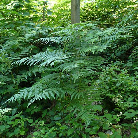 Pteridium aquilinum \ Adlerfarn / Bracken, D Eberbach-Gaim&uuml;hle 5.7.2015