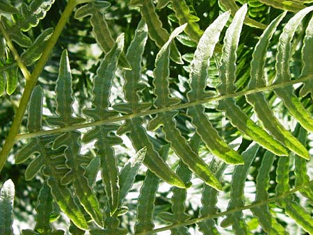 Pteridium aquilinum \ Adlerfarn / Bracken, D Eberbach-Gaim&uuml;hle 5.7.2015