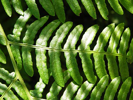 Pteridium aquilinum \ Adlerfarn / Bracken, D Eberbach-Gaim&uuml;hle 5.7.2015