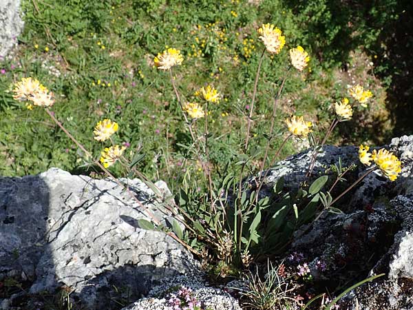Anthyllis vulneraria subsp. alpestris \ Alpen-Wundklee / Alpine Kidney Vetch, D Fridingen 3.6.2015