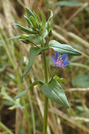 Lysimachia foemina \ Blauer Gauchheil / Blue Pimpernel, D Wiesloch 30.7.2016
