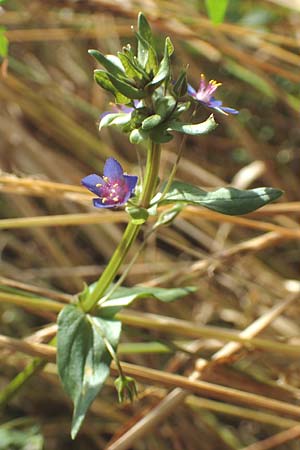 Lysimachia foemina \ Blauer Gauchheil / Blue Pimpernel, D Wiesloch 30.7.2016
