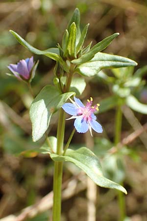 Lysimachia foemina \ Blauer Gauchheil / Blue Pimpernel, D Wiesloch 30.7.2016