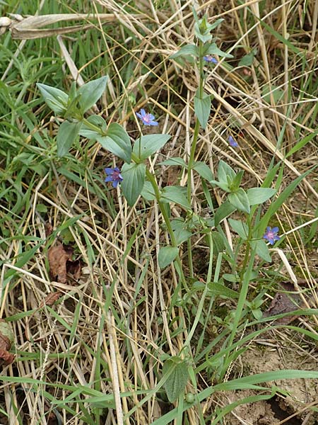 Lysimachia foemina \ Blauer Gauchheil / Blue Pimpernel, D Wiesloch 30.7.2016