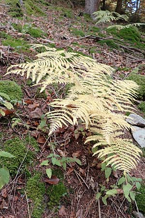 Pteridium aquilinum \ Adlerfarn / Bracken, D Schwarzwald/Black-Forest, Eyachtal 29.10.2016