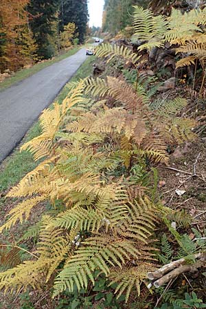 Pteridium aquilinum \ Adlerfarn / Bracken, D Schwarzwald/Black-Forest, Eyachtal 29.10.2016