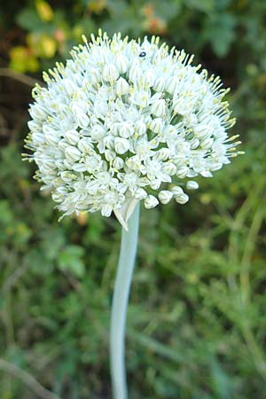 Allium cepa \ K�chen-Zwiebel, Sommer-Zwiebel / Onion, D Hirschberg 17.6.2017