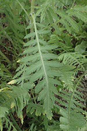Achillea filipendulina \ Farnbl&auml;ttrige Schafgarbe, Goldgarbe / Fernleaf Yarrow, D Mannheim 5.8.2017