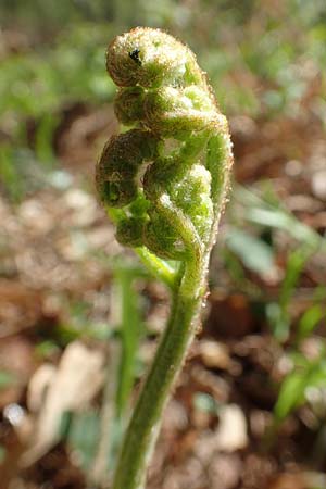 Pteridium aquilinum \ Adlerfarn / Bracken, D Hanhofen 14.4.2018