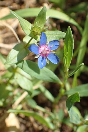 Lysimachia foemina \ Blauer Gauchheil / Blue Pimpernel, D Gr&uuml;nstadt-Asselheim 16.6.2018