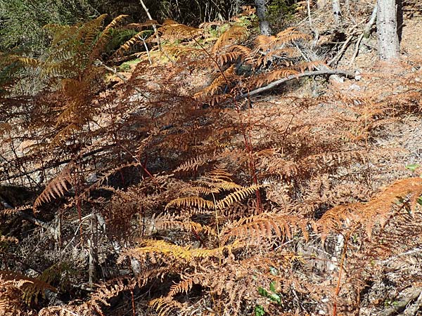 Pteridium aquilinum \ Adlerfarn / Bracken, D Odenwald, Erbach 16.10.2018