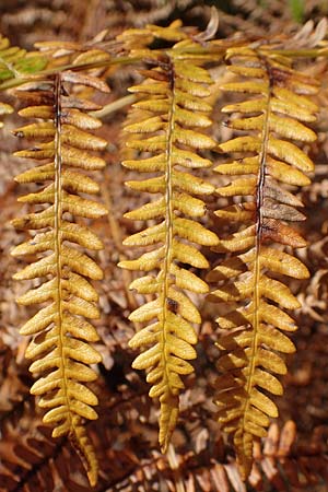 Pteridium aquilinum \ Adlerfarn / Bracken, D Odenwald, Erbach 16.10.2018