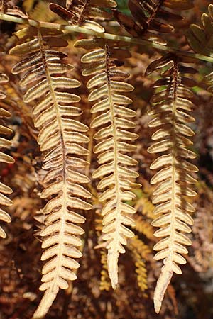 Pteridium aquilinum \ Adlerfarn / Bracken, D Odenwald, Erbach 16.10.2018