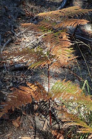 Pteridium aquilinum \ Adlerfarn / Bracken, D Odenwald, Erbach 16.10.2018
