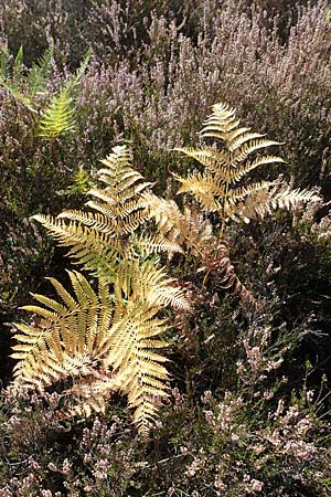 Pteridium pinetorum \ Kiefernwald-Adlerfarn, N&ouml;rdlicher Adlerfarn / Pinewood Bracken, D Mehlinger Heide 10.9.2019