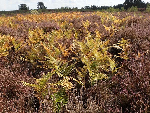 Pteridium pinetorum \ Kiefernwald-Adlerfarn, N&ouml;rdlicher Adlerfarn / Pinewood Bracken, D Mehlinger Heide 10.9.2019
