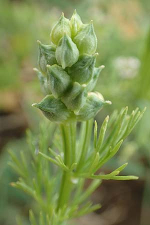 Adonis aestivalis \ Sommer-Adonisr�schen / Summer Pheasant's Eye, D Neuleiningen 25.5.2020