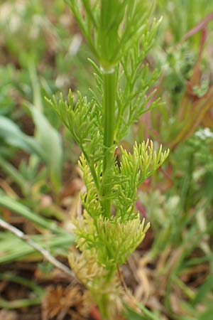 Adonis aestivalis \ Sommer-Adonisr�schen / Summer Pheasant's Eye, D Neuleiningen 25.5.2020