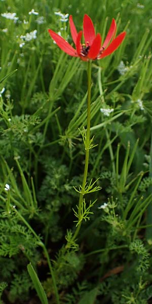 Adonis flammea \ Flammen-Adonisr�schen / Flame Adonis, D Neuleiningen 28.5.2021