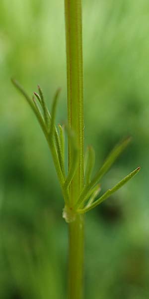 Adonis flammea \ Flammen-Adonisr�schen / Flame Adonis, D Neuleiningen 28.5.2021