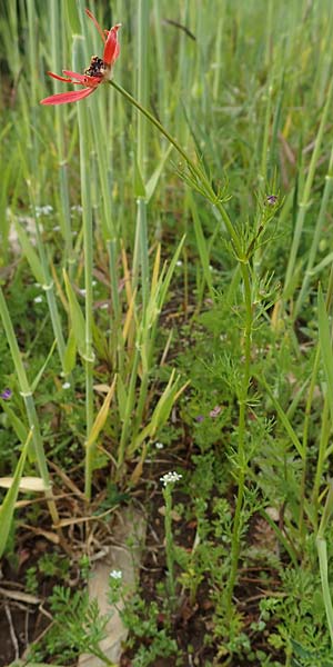 Adonis flammea \ Flammen-Adonisr�schen / Flame Adonis, D Neuleiningen 28.5.2021