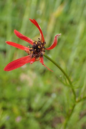 Adonis flammea \ Flammen-Adonisr�schen / Flame Adonis, D Neuleiningen 28.5.2021