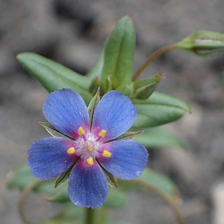 Lysimachia foemina \ Blauer Gauchheil / Blue Pimpernel, D Th&uuml;ringen, Tunzenhausen 9.6.2022